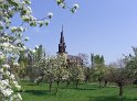 Streuobstwiesen mit Friedenskirche in Radebeul-Kötzschenbroda