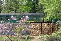 Durchfahrt der Lößnitzgrundbahn hinter Gärten in Radebeul