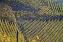 Steillage im Weinanbaugebiet Radebeul