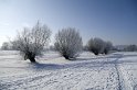 Kopfweiden in der Elbaue in Radebeul